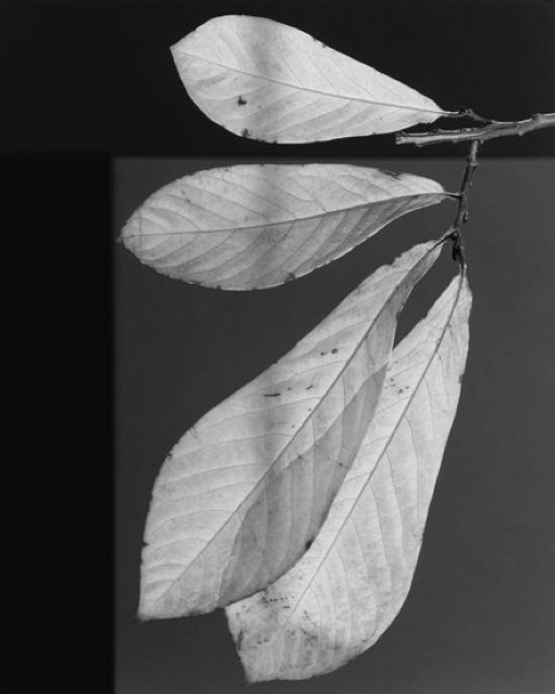 Robert Mapplethorpe - Leaf 1987