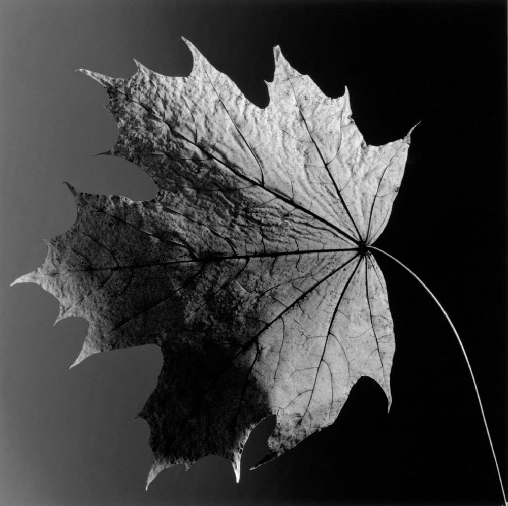 Robert Mapplethorpe - Leaf, 1987