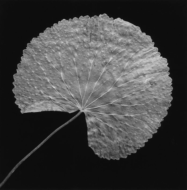 Robert Mapplethorpe - Leaf, 1989