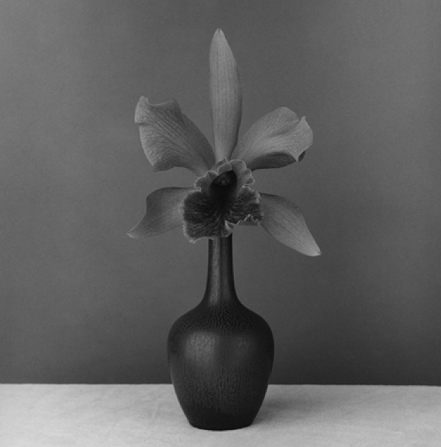 Robert Mapplethorpe - Orchid, 1987